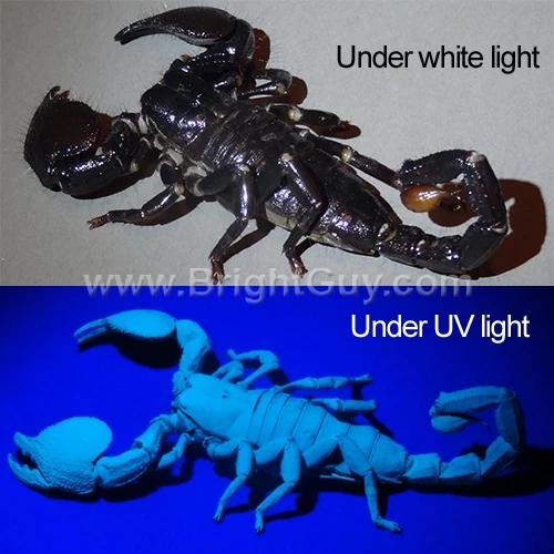 Inova X5 UV Flashlight | Pro Grade 5 Inova X5 UV Flashlight | Pro Grade - Image 5