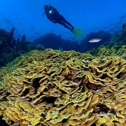 Princeton Tec Sector 7 Waterproof Spot Light | 1600 Lumens -Illuminate Futures Princeton Tec Sector 7 Waterproof Spot Light 2 600x600 1